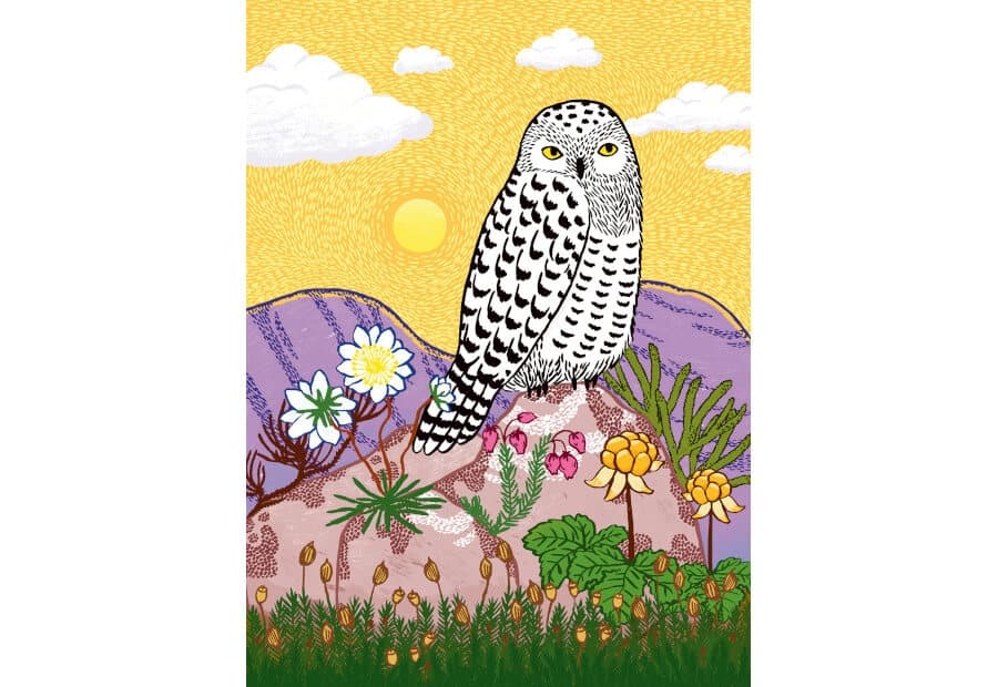 Snowy Owl